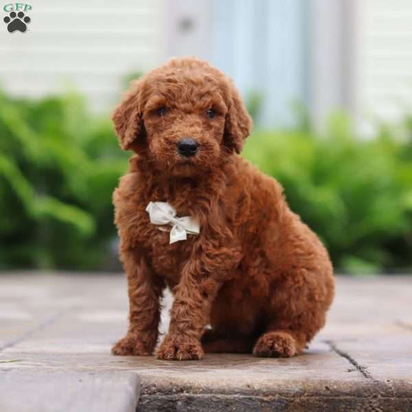 Mango, Goldendoodle Puppy