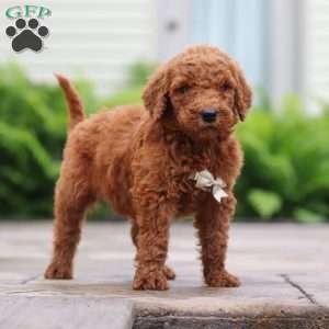 Mango, Goldendoodle Puppy