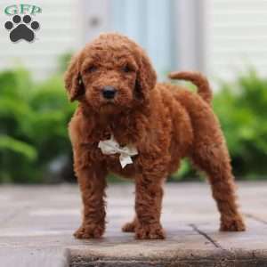 Mango, Goldendoodle Puppy