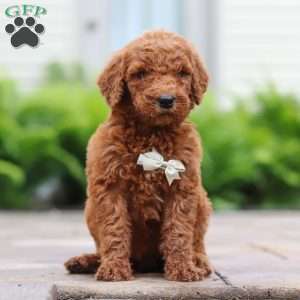 Mango, Goldendoodle Puppy
