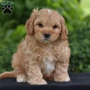 Marcus, Cavapoo Puppy