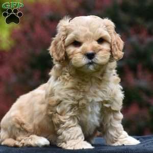 Marcus, Cavapoo Puppy