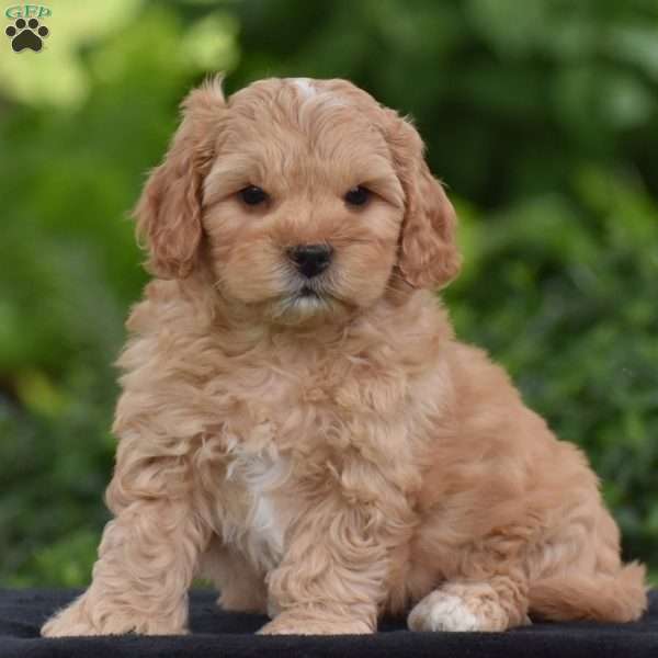 Marcus, Cavapoo Puppy