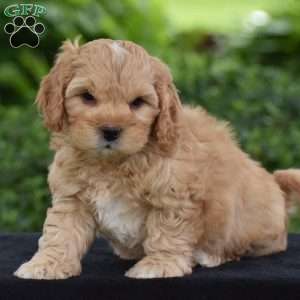 Marcus, Cavapoo Puppy