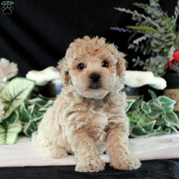 Marcus, Bich-Poo Puppy