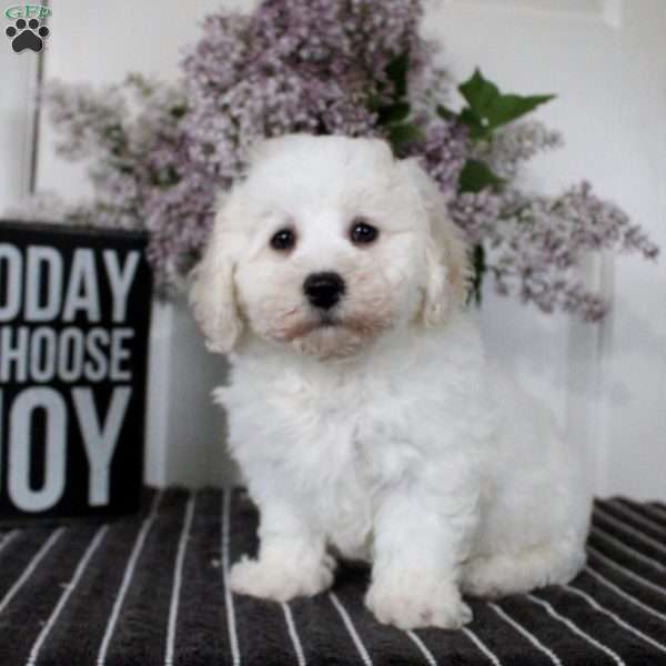 Marcus, Bichon Frise Puppy