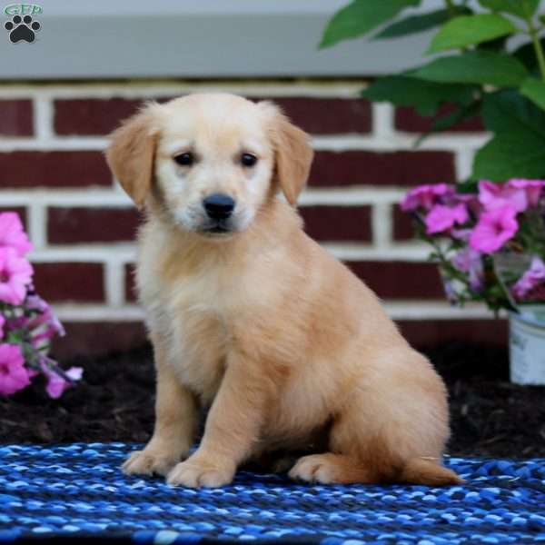 Marcus, Golden Retriever Puppy