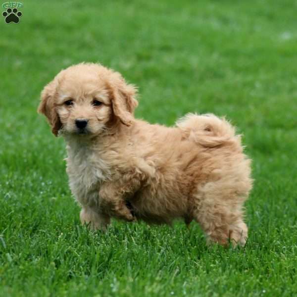 Marcus, Mini Goldendoodle Puppy
