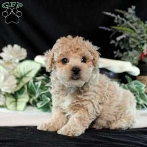 Marcus, Bich-Poo Puppy