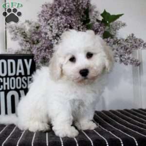 Marcus, Bichon Frise Puppy