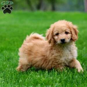 Marcus, Mini Goldendoodle Puppy