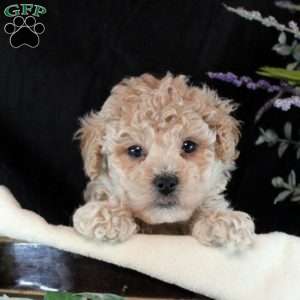 Marcus, Bich-Poo Puppy
