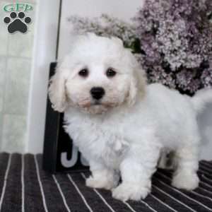 Marcus, Bichon Frise Puppy