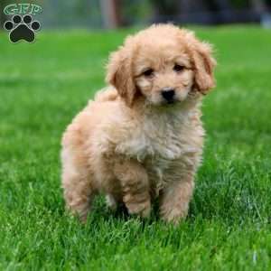 Marcus, Mini Goldendoodle Puppy