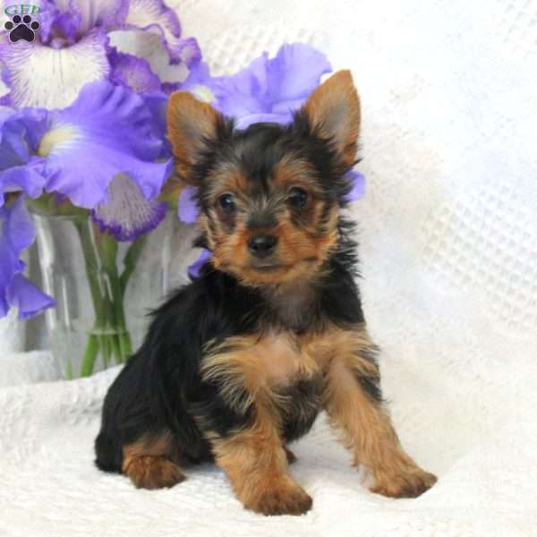 Marcy, Yorkie Puppy