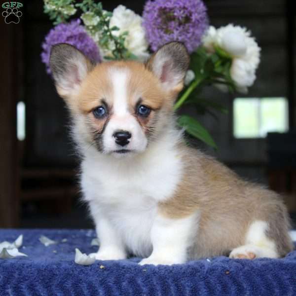 Maria, Pembroke Welsh Corgi Puppy