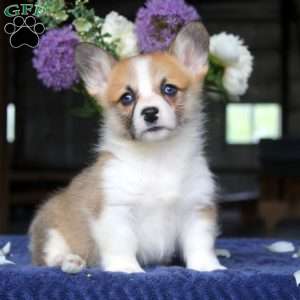 Maria, Pembroke Welsh Corgi Puppy