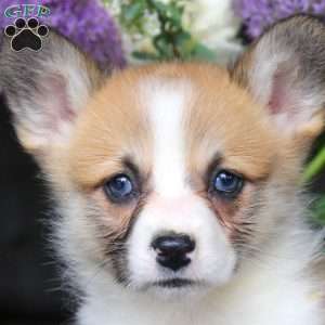 Maria, Pembroke Welsh Corgi Puppy