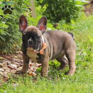 Marla, French Bulldog Puppy
