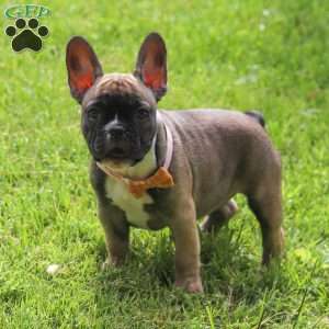 Marla, French Bulldog Puppy