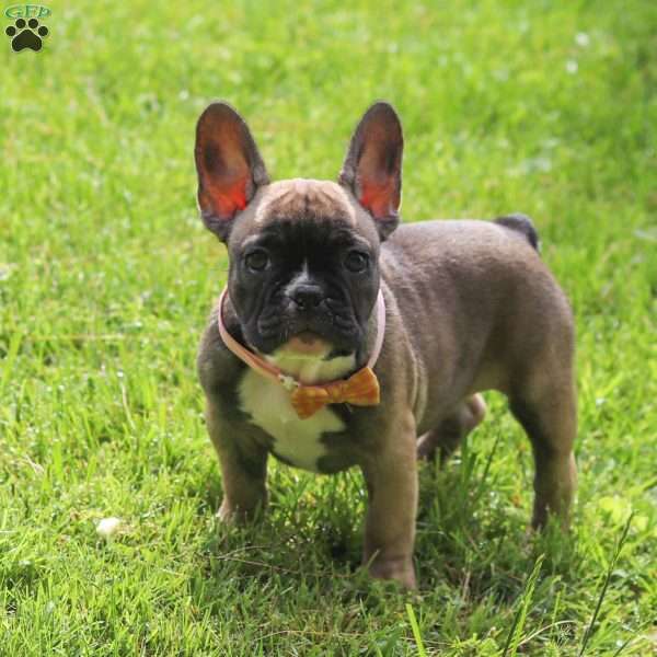 Marla, French Bulldog Puppy