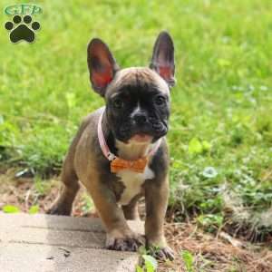 Marla, French Bulldog Puppy