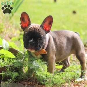 Marla, French Bulldog Puppy