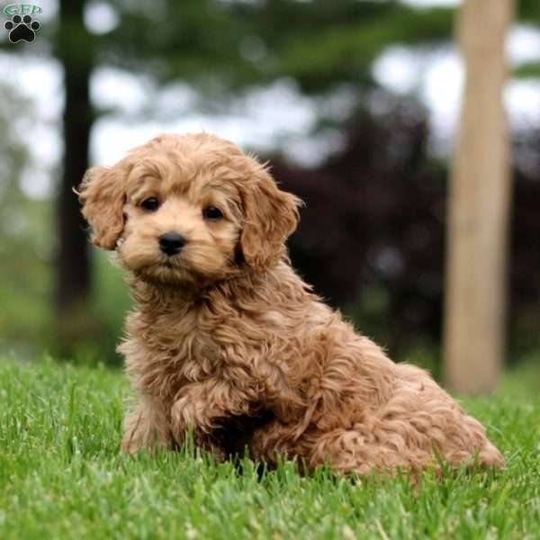 Marlee, Cockapoo Puppy