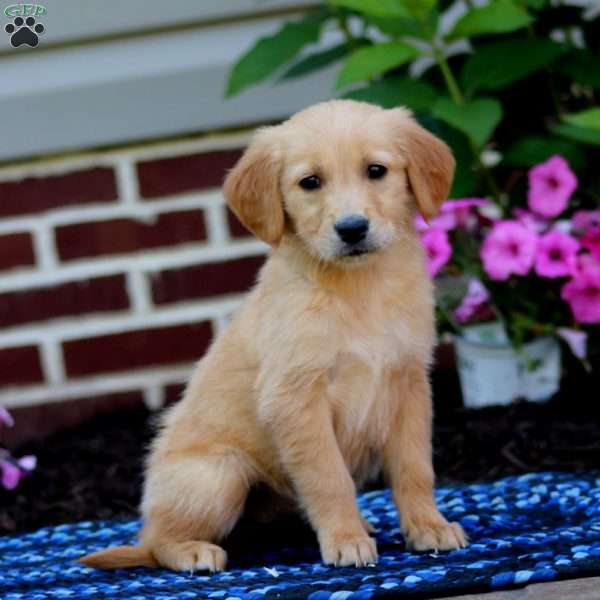 Marlee, Golden Retriever Puppy