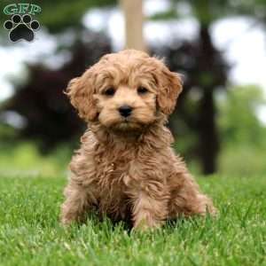 Marlee, Cockapoo Puppy