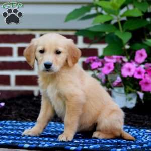 Marlee, Golden Retriever Puppy