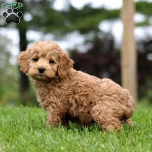 Marlee, Cockapoo Puppy