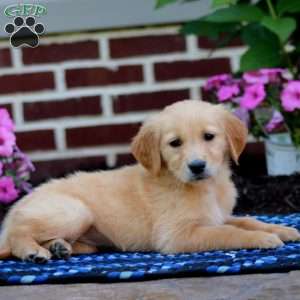 Marlee, Golden Retriever Puppy