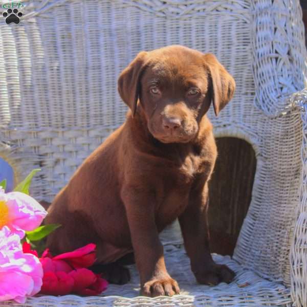 Maria, Chocolate Labrador Retriever Puppy