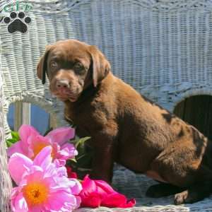 Maria, Chocolate Labrador Retriever Puppy