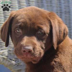 Maria, Chocolate Labrador Retriever Puppy