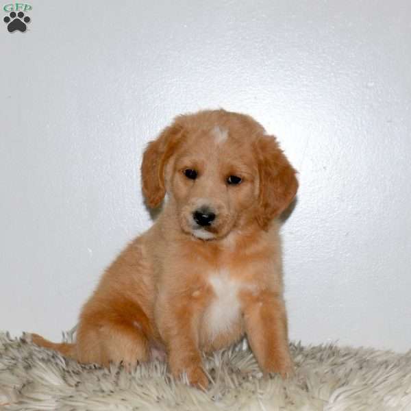 Marshall, Mini Labradoodle Puppy