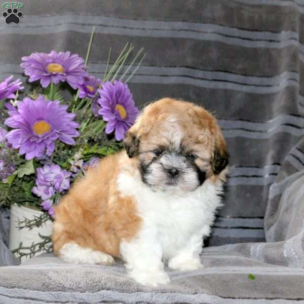 Marshall, Teddy Bear Puppy