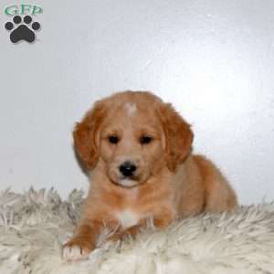 Marshall, Mini Labradoodle Puppy