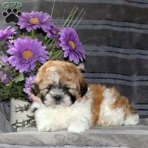 Marshall, Teddy Bear Puppy