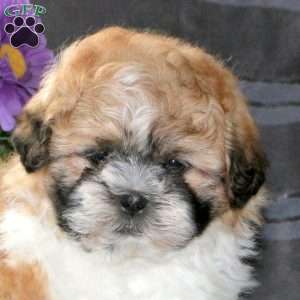 Marshall, Teddy Bear Puppy