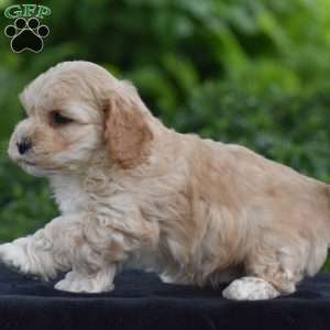 Martin, Cavapoo Puppy
