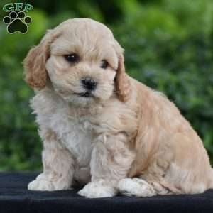 Martin, Cavapoo Puppy