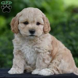 Martin, Cavapoo Puppy