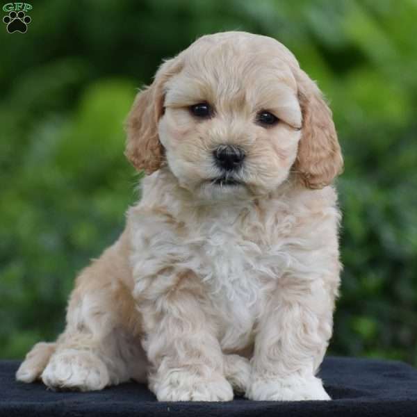Martin, Cavapoo Puppy