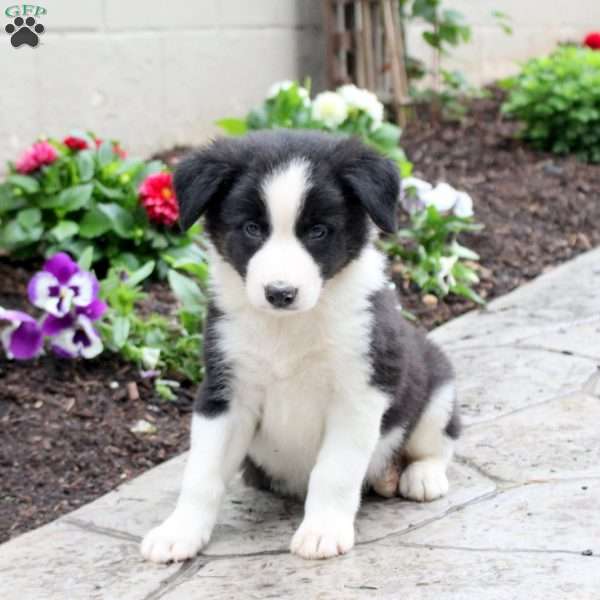 Marty, Border Collie Puppy