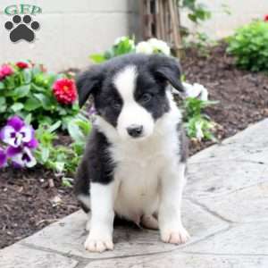 Marty, Border Collie Puppy