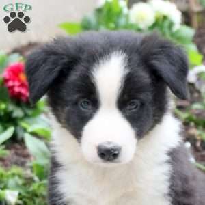 Marty, Border Collie Puppy