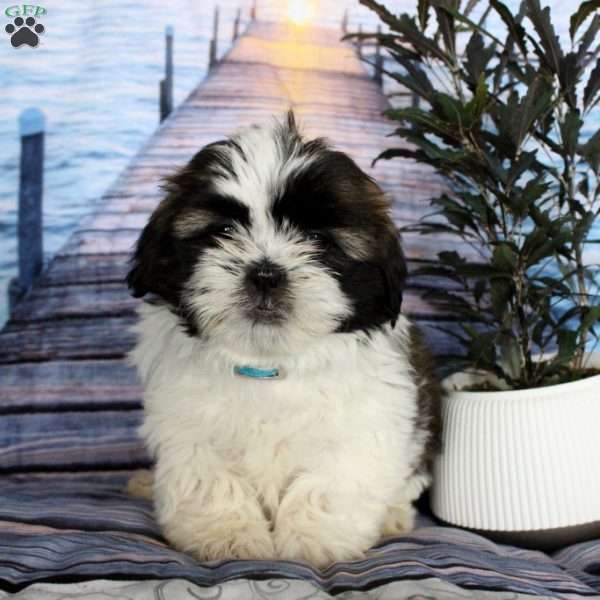 Marty, Shih Tzu Puppy