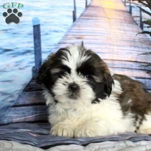 Marty, Shih Tzu Puppy
